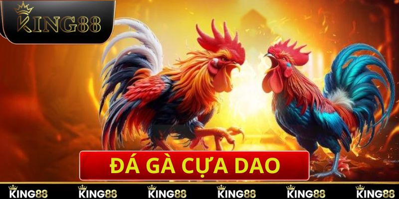 Đá gà Thomo cựa dao được bet thủ yêu thích hơn cả