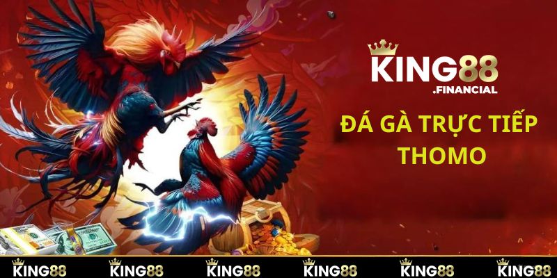 DD đá gà thomo king88 địa diện