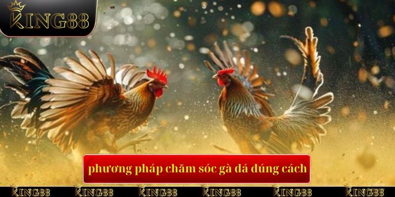 Phương pháp chăm sóc ở cách nuôi gà đá