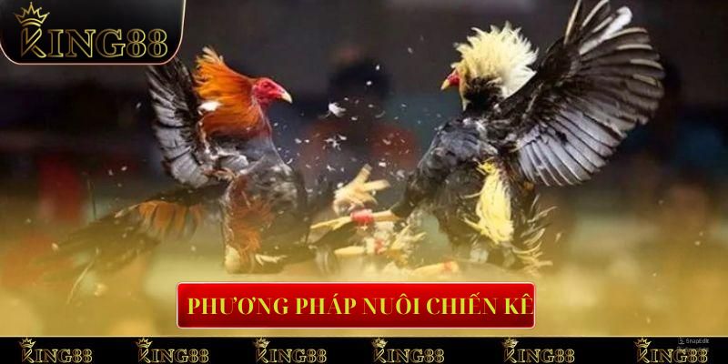 Tìm hiểu về phương pháp nuôi dưỡng chiến kê