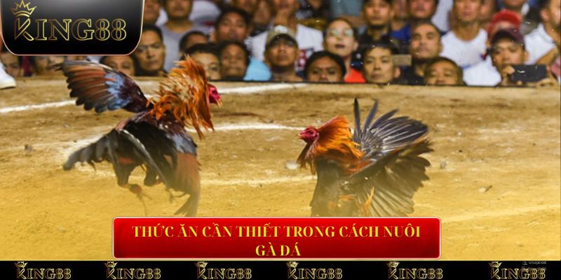 Thức ăn trong việc nuôi dưỡng gà chiến